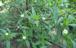 Cây và hoa cỏ mực có tác dụng gì