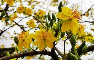 Mai vàng miền Nam