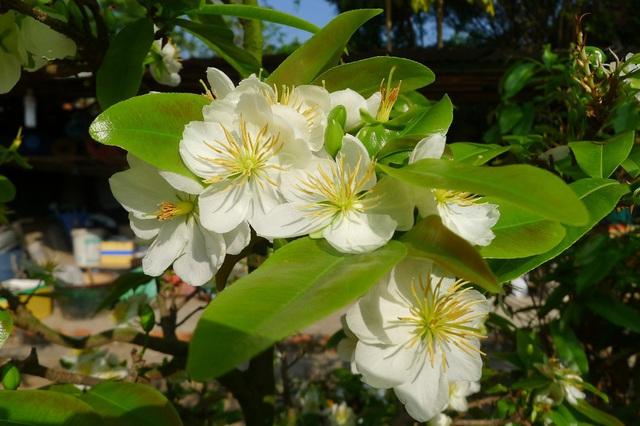 Hoa mai trắng Miến Điện (ở Cần Thơ)