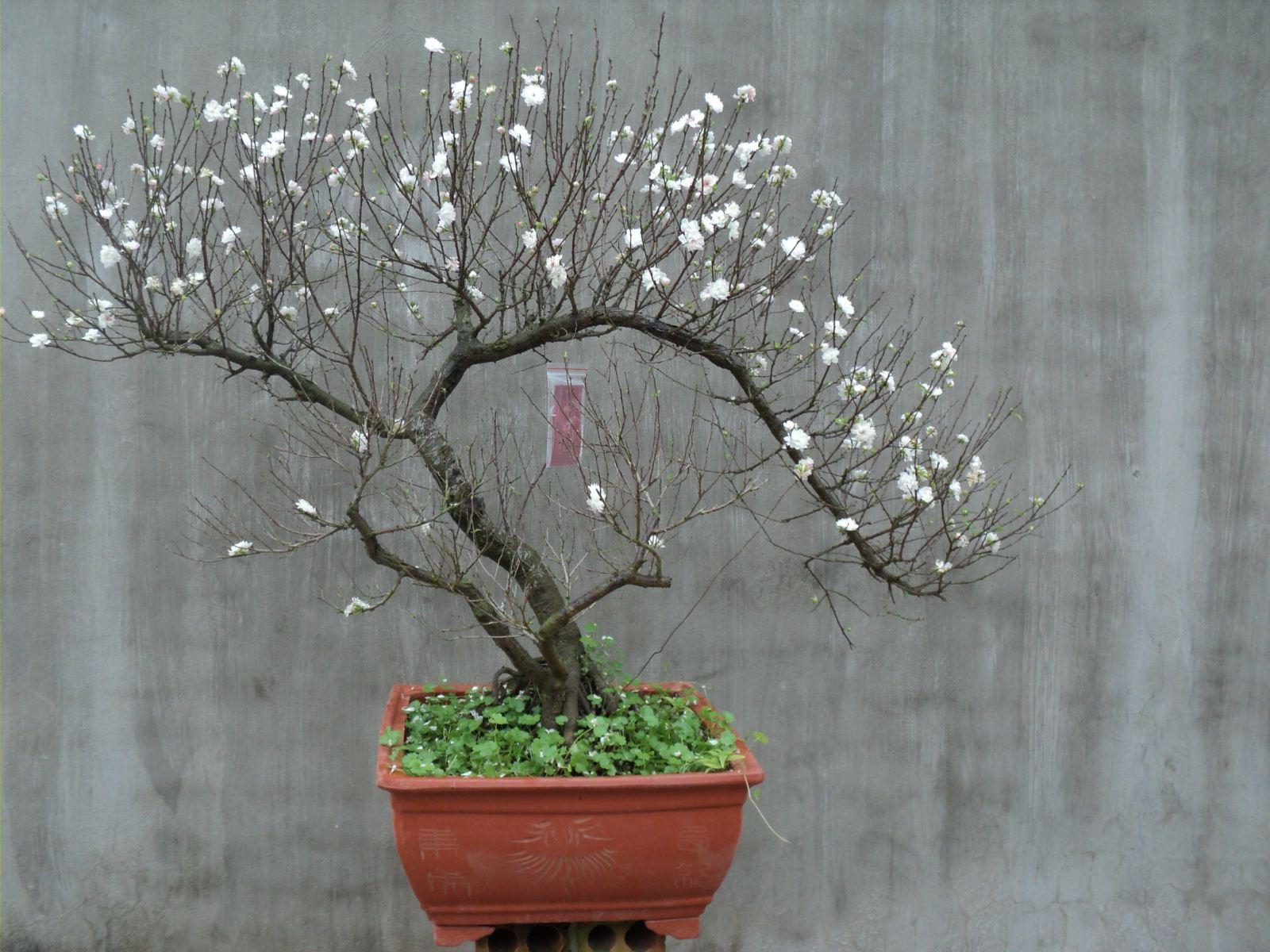 Một chậu mai thế