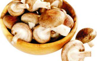 Nấm hương tươi có tác dụng gì