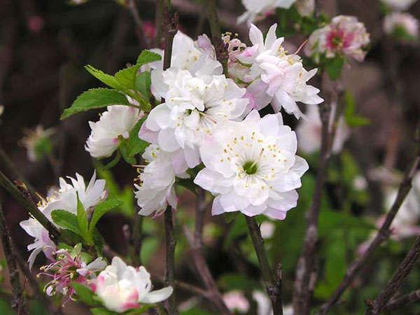 Nhị độ mai (Nhất chi mai)