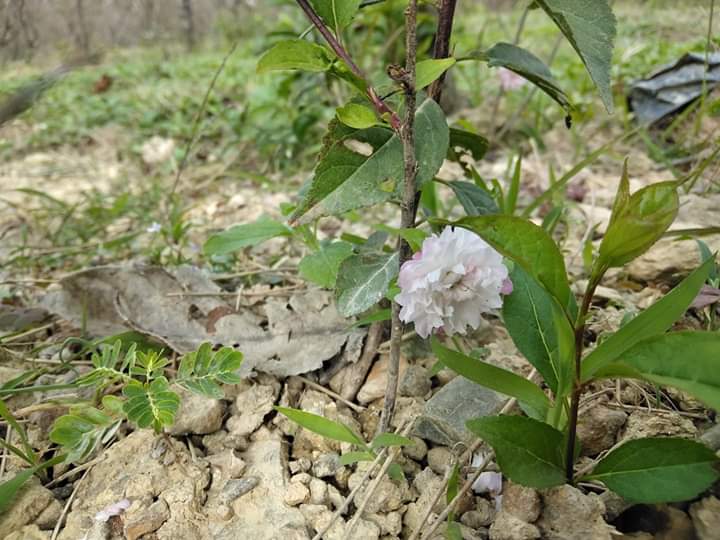 Một cây Nhất chi mai ra hoa khi còn rất nhỏ