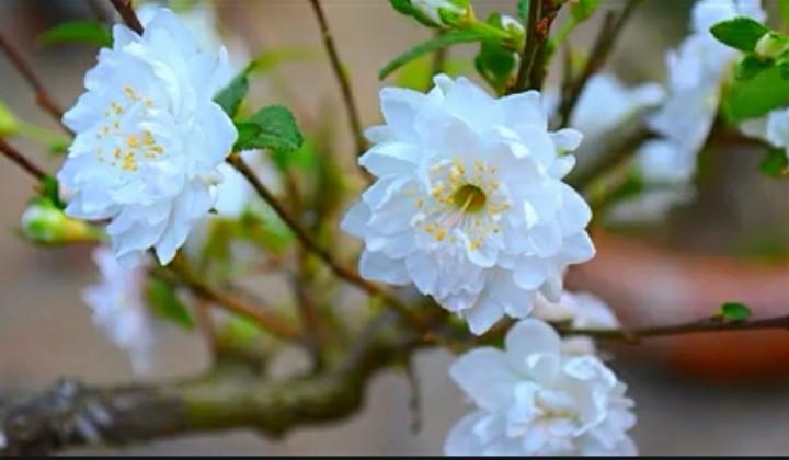 Nhất chi mai bung nở những cánh trắng