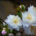 Nhất chi mai (Nhị độ mai)