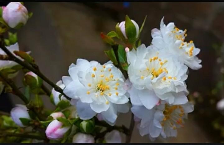 Nhất chi mai (Nhị độ mai)