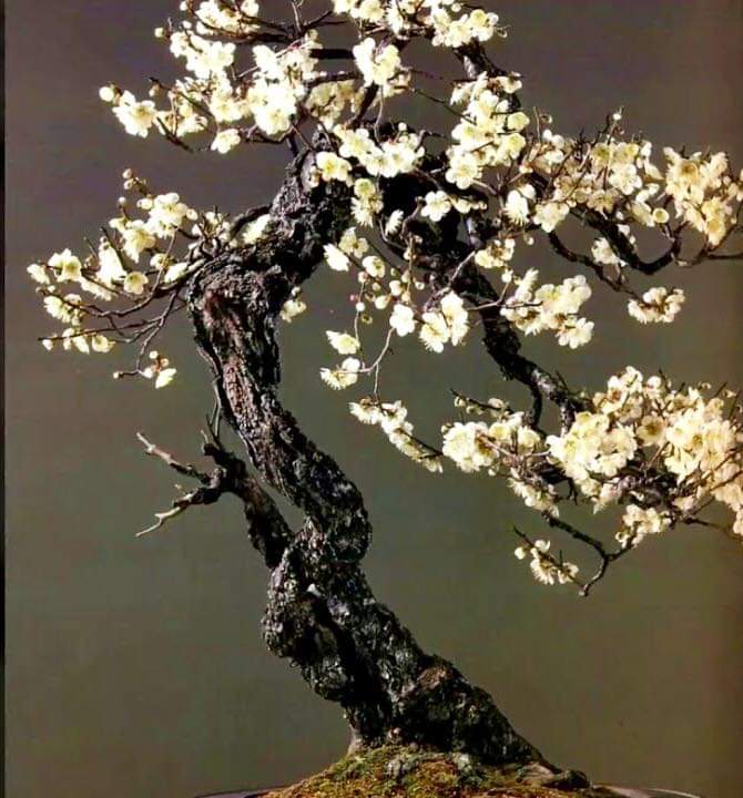 Nhất chi mai (Nhị độ mai)