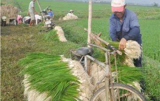 Nông dân thu hoạch kiệu