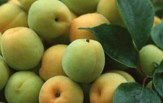 Quả mơ chua trái mơ chua