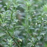 Cam thảo Nam (cam thảo đất)