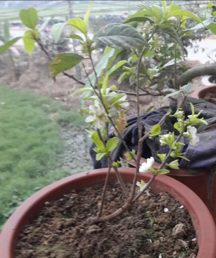 Cây Nhất chi mai bụi