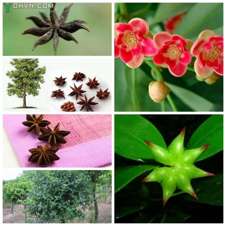 Hoa và quả hồi hương