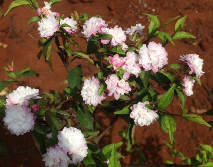 Hoa nhất chi mai điểm hồng khi ra nắng