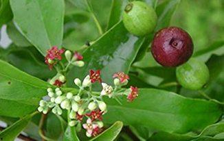 Hoa và quả đàn hương