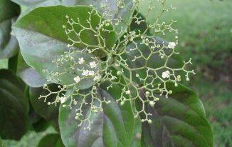 Cây bạch đàn hương ở An Giang, khác với đàn hương trắng Ấn Độ