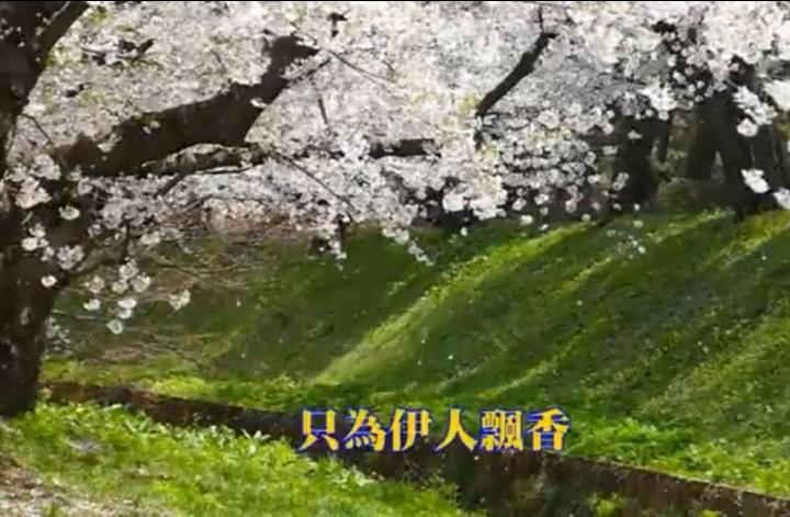 Ngàn mai gió cuốn chim bay mỏi