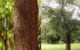 Thân cây đàn hương