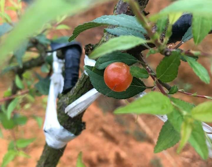 Quả Nhất chi mai (Nhị độ mai)