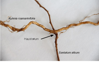 Rễ đàn hương Sandalwood
