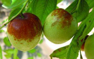 Quả táo Tàu tươi táo Bắc táo đỏ táo Trung Quốc 