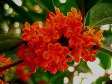 Quế hoa có hoa màu đỏ cam