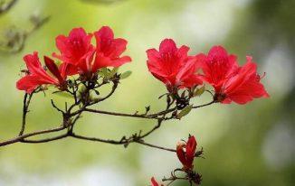 Hoa mơ màu đỏ Prunus mume