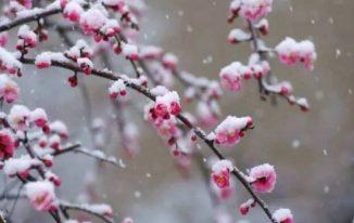 Hoa mơ trong tuyết