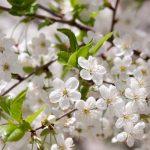 Hoa mơ trắng (lục ngạc mai)