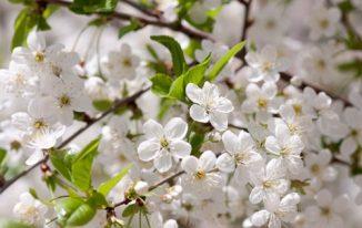 Hoa mơ trắng (lục ngạc mai)