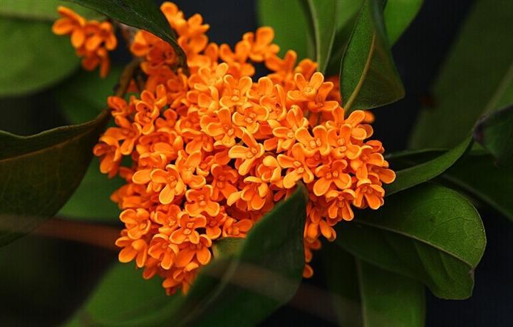 Đan quế quế hoa mộc hương