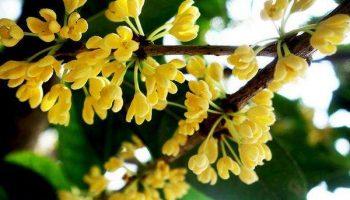 Hoa mộc hương có tác dụng gì? Rượu quế hoa có tác dụng gì?l