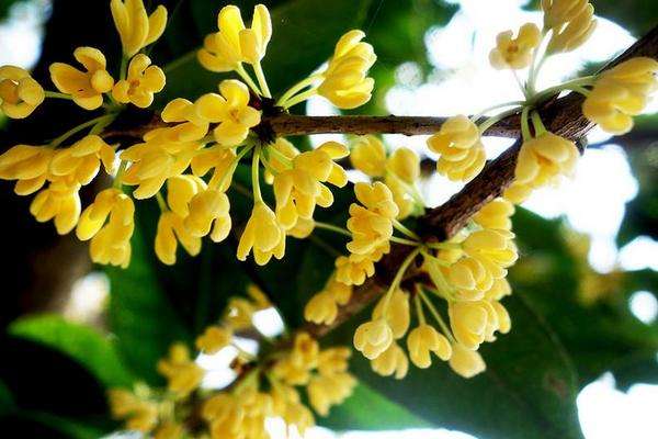 Hoa mộc hương (quế hoa) có tác dụng gì