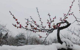 Cây mơ trong tuyết