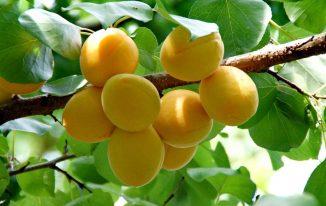 Quả mơ trắng khi chín vàng quả mai