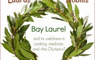 Vòng nguyệt quế làm từ hoa gì lá gì