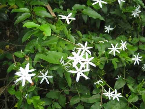 Dây chè vằng và hoa chè vằng (màu trắng) Jasminum subtriplinerve