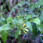 Lá ngón (Gelsemium elegans)