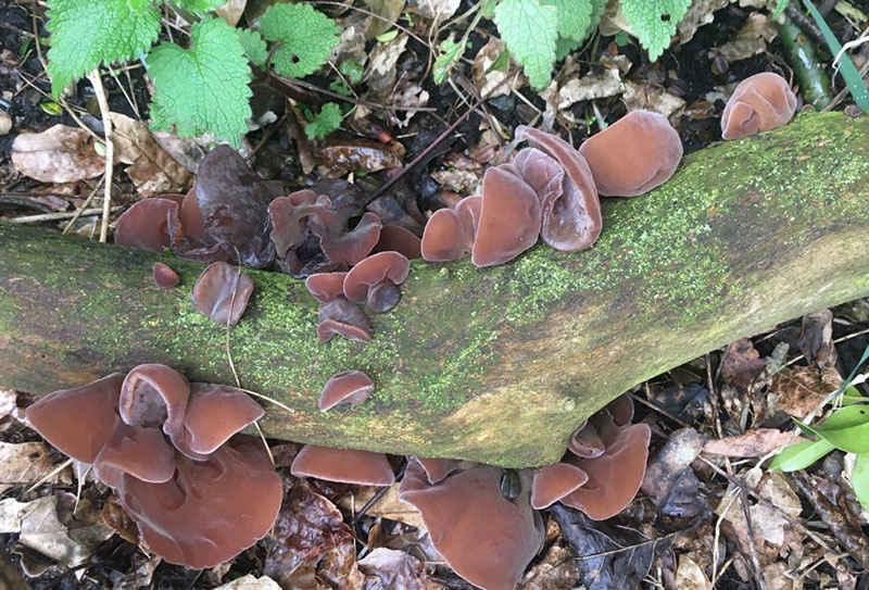 Nấm mèo (mộc nhĩ tươi) có tác dụng gì