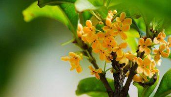 Cây quế trong ca dao, thơ ca là những cây gì?