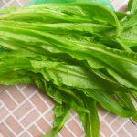 Rau diếp (du mạch thái), loại này thường được dùng làm thuốc