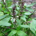 Rau húng quế (húng giổi)