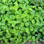 Centella asiatica (Rau má)