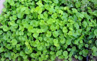 Centella asiatica (Rau má)