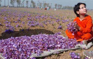Cách trồng nhụy hoa nghệ tây (Nhụy hoa nghệ tây (Crocus sativus))