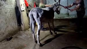 Những người giết lừa đang dùng búa tạ đập vào đầu con vật vô tội để làm A giao