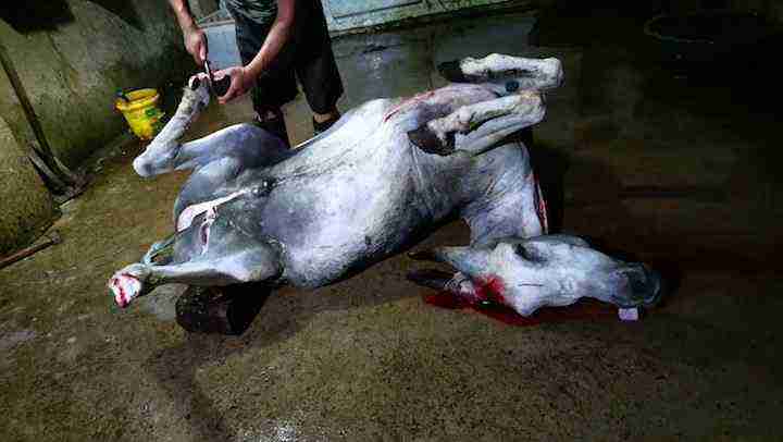 Cái chết tức tửi của những con lừa vô tội trong quá trình điều chế A giao