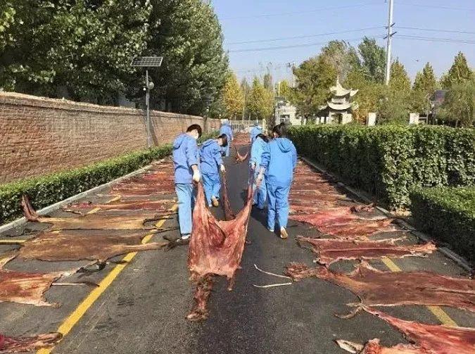 Da lừa làm thuốc a giao