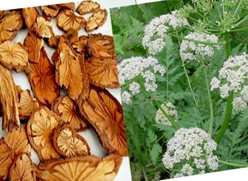 Xuyên khung, một trong vị thuốc có tác dụng bổ huyết