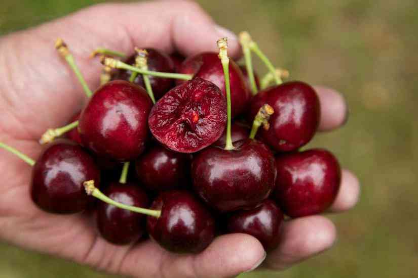 Quả cherry có tác dụng gì