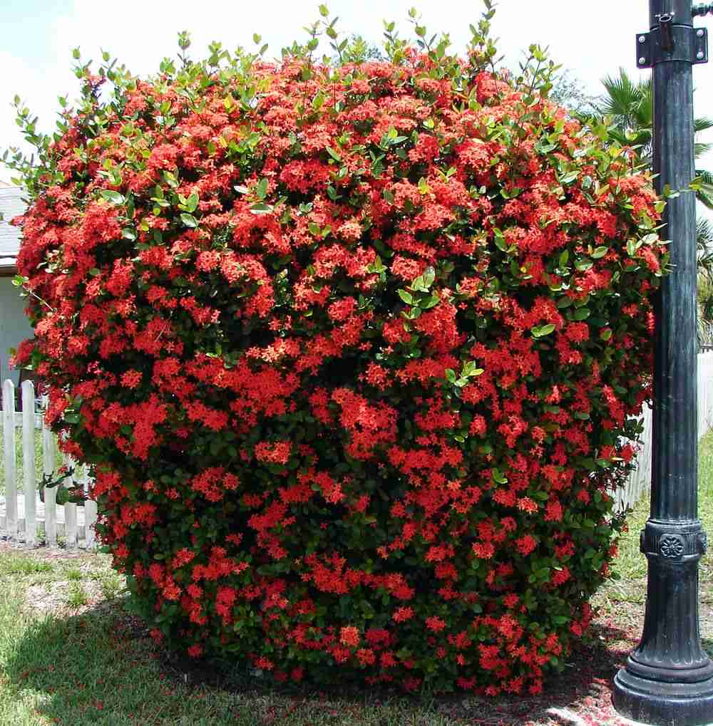 Bông trang đỏ (cây mẫu đơn đỏ) Ixora coccinea